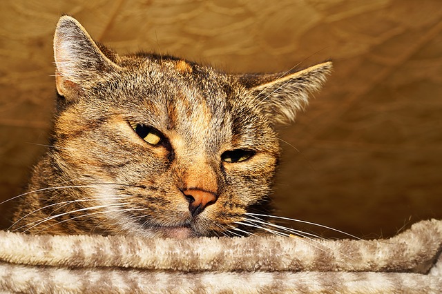 怪しい目つきの猫